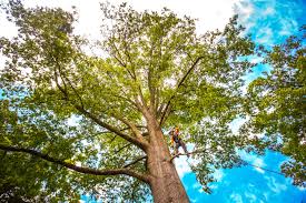 Best Arborist Consultation Services  in Hammond, IN