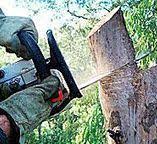 Hammond, IN Tree Services Company