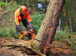 Best Tree Mulching  in Hammond, IN