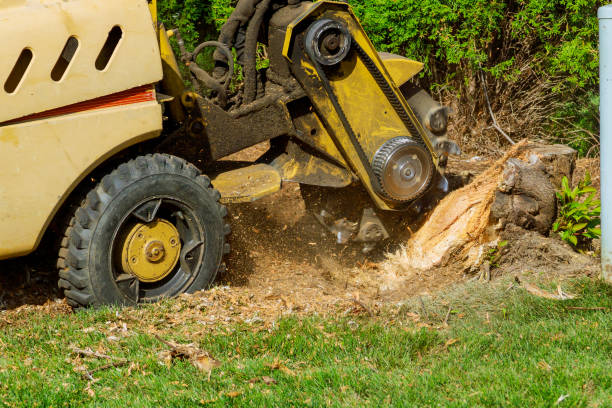 How Our Tree Care Process Works  in  Hammond, IN