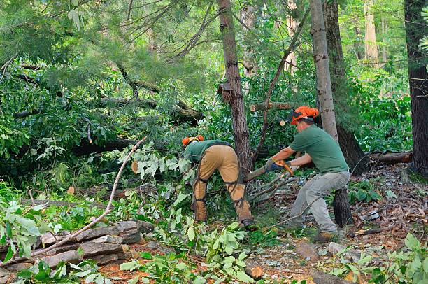 Hammond, IN Tree Services Company