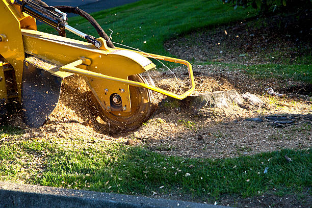 Best Soil Testing and Treatment  in Hammond, IN