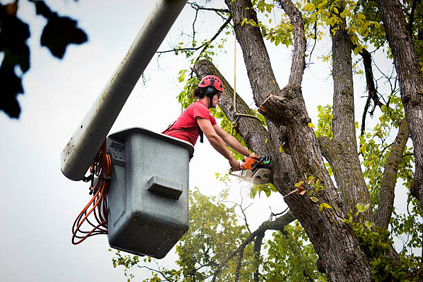 Best Tree Trimming and Pruning  in Hammond, IN