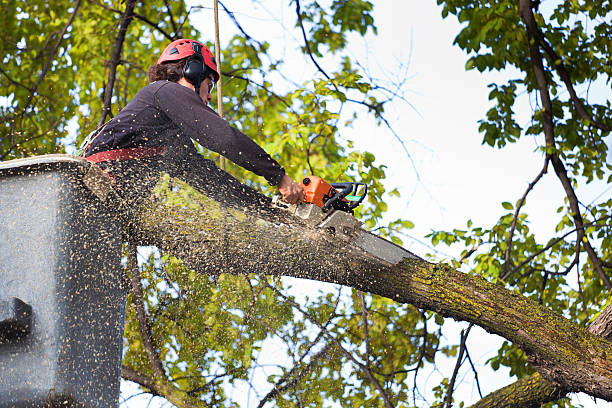 Best Utility Line Clearance  in Hammond, IN