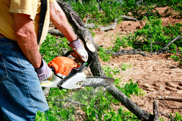 Best Lawn Renovation and Restoration  in Hammond, IN